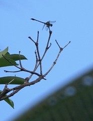 Paragomphus balneorum