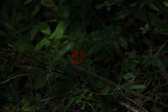 Castilleja hispida hispida