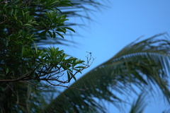 Paragomphus balneorum