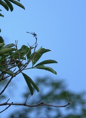 Paragomphus balneorum