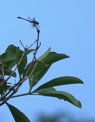 Paragomphus balneorum