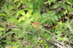 Castilleja hispida hispida
