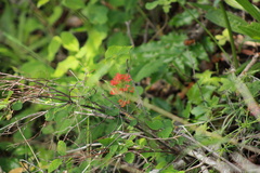 Castilleja hispida hispida