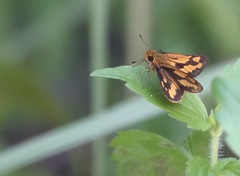Taractrocera luzonensis