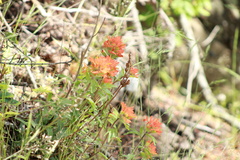 Castilleja hispida hispida