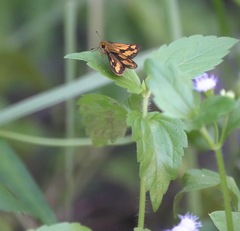 Taractrocera luzonensis