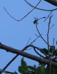 Paragomphus balneorum