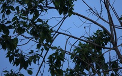 Paragomphus balneorum