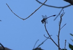 Paragomphus balneorum