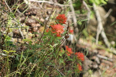 Castilleja hispida hispida
