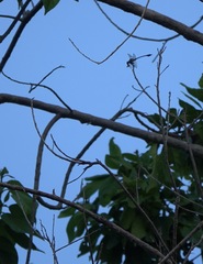 Paragomphus balneorum