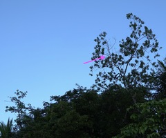 Paragomphus balneorum