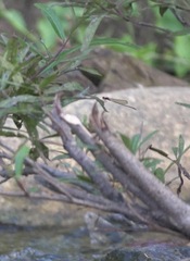 Pseudagrion pilidorsum