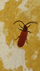 Dictyoptera aurora