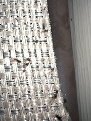 Formicoidea