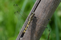 Orthetrum albistylum