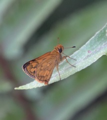 Taractrocera luzonensis