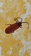 Dictyoptera aurora