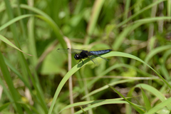 Lyriothemis pachygastra