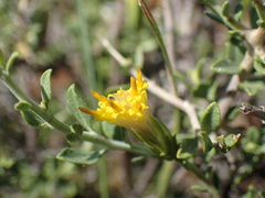 Pegolettia retrofracta