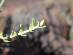 Pegolettia retrofracta