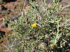 Pegolettia retrofracta