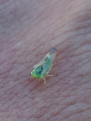 Populicerus nitidissimus