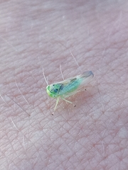 Populicerus nitidissimus