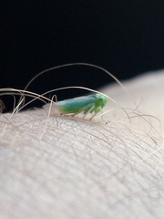 Populicerus nitidissimus