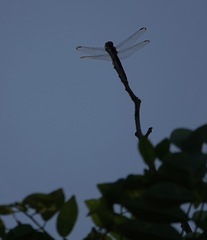 Potamarcha congener