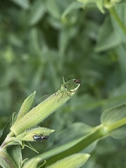Calocoris