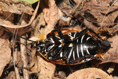 Ellipsidion reticulatum