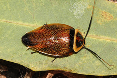 Ellipsidion reticulatum