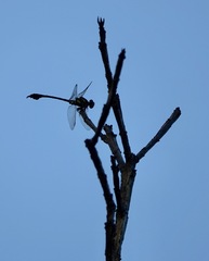 Paragomphus balneorum