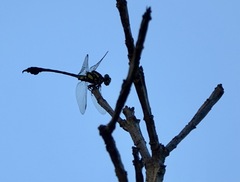 Paragomphus balneorum