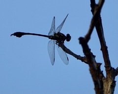 Paragomphus balneorum