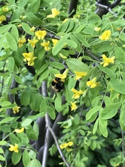Bombus hortorum