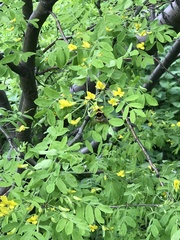 Bombus hortorum