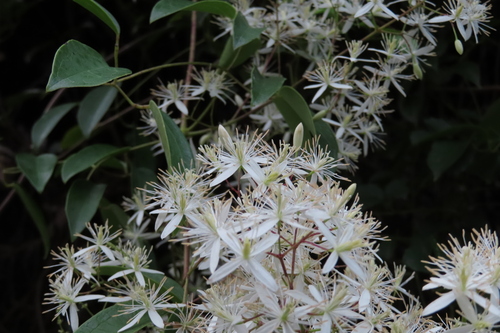 Clematis uncinata iNat (3)
