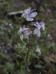 Delphinium hansenii