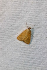 Helvibotys helvialis