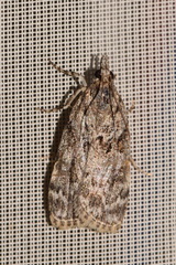 Scoparia basistrigalis