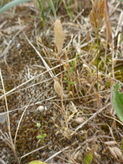 Phleum arenarium