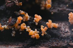Eustilbum aureum