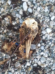 Delphinus delphis ponticus