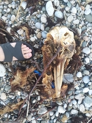 Delphinus delphis ponticus