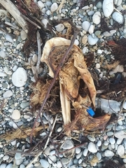 Delphinus delphis ponticus