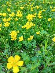 Ranunculus repens
