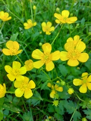 Ranunculus repens