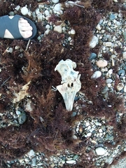Phocoena phocoena relicta
